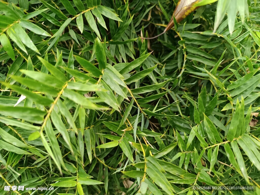 翠绿竹叶特写