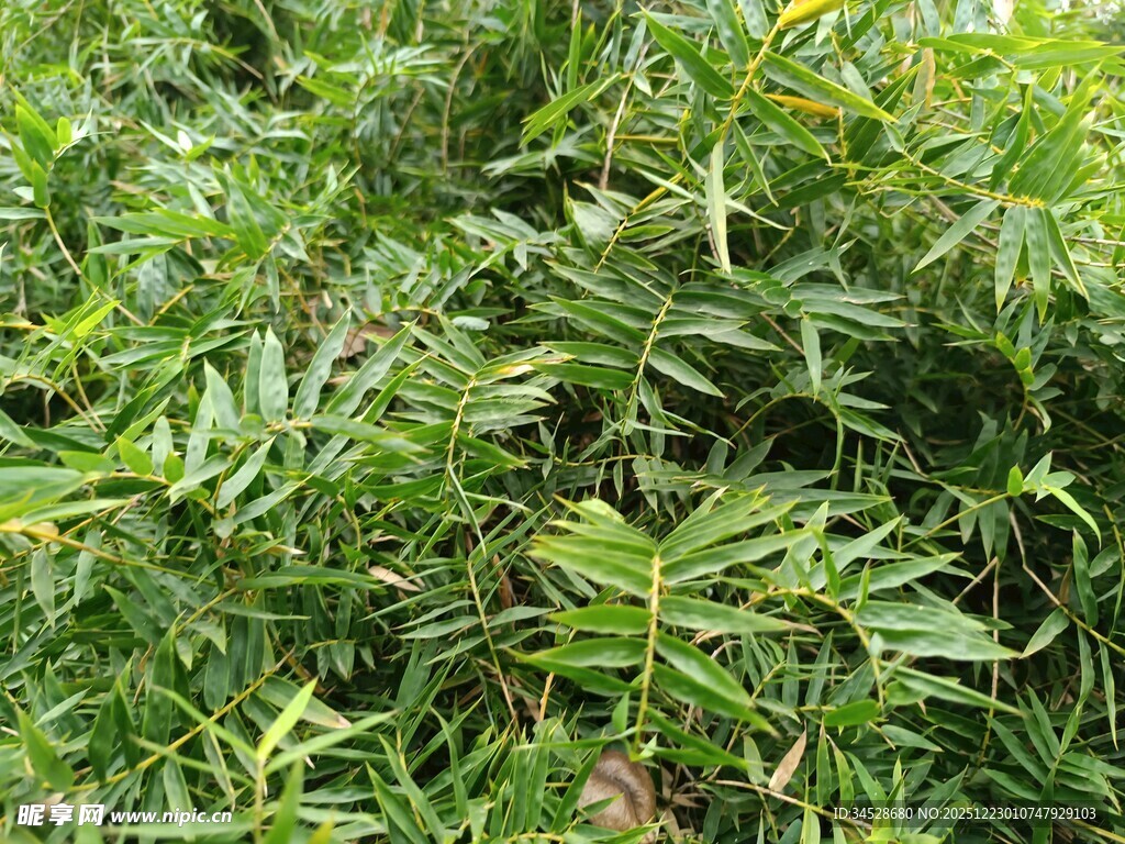 茂密翠绿的竹林景观