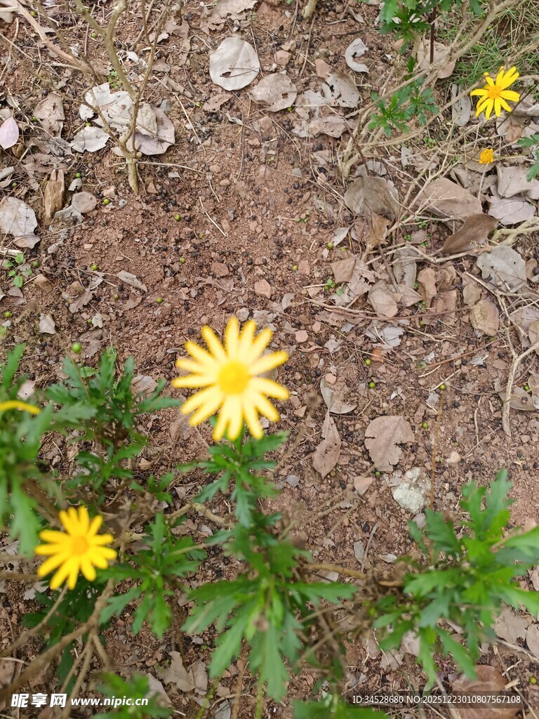 地面绽放的黄色小花