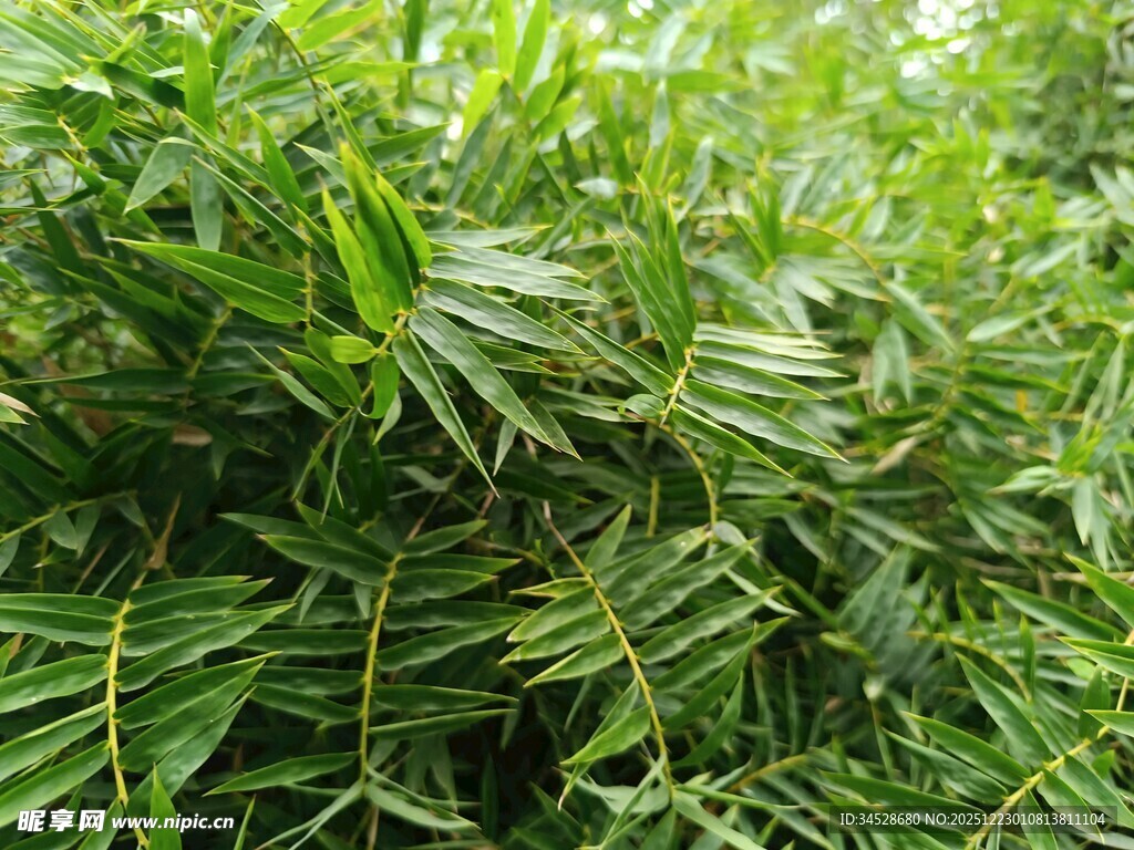 翠绿斑斓的热带观叶植物