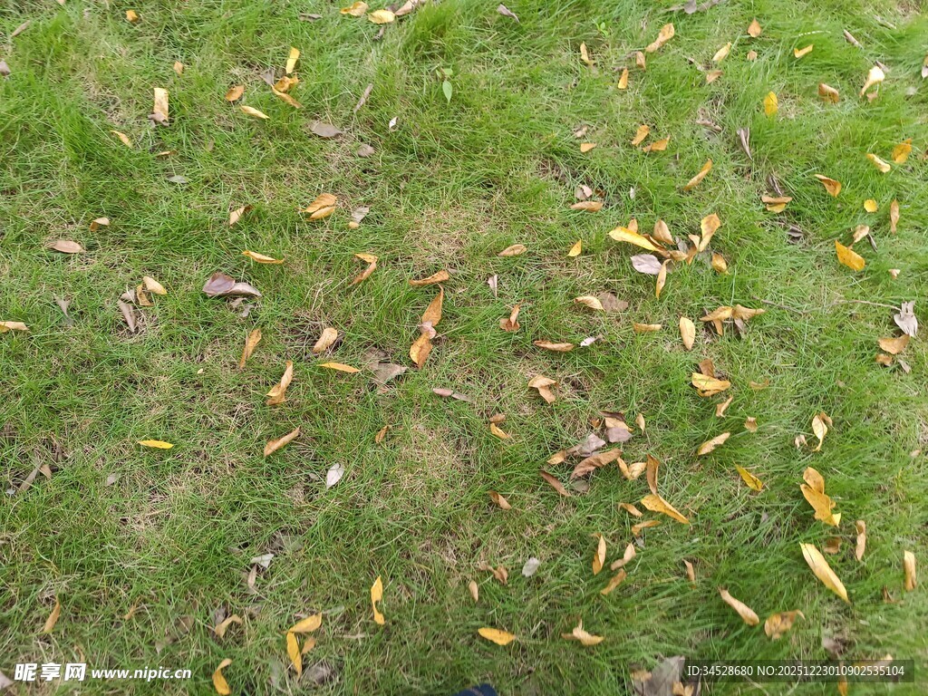 草地上散落的多彩秋叶