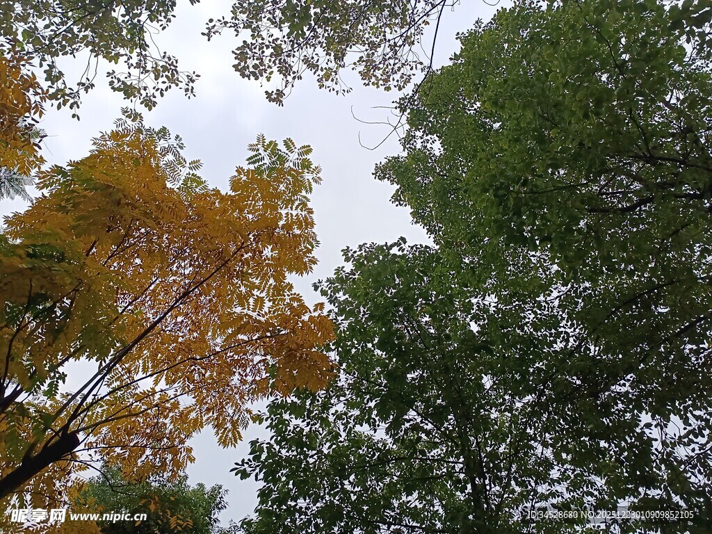 秋日树林斑斓树冠景象