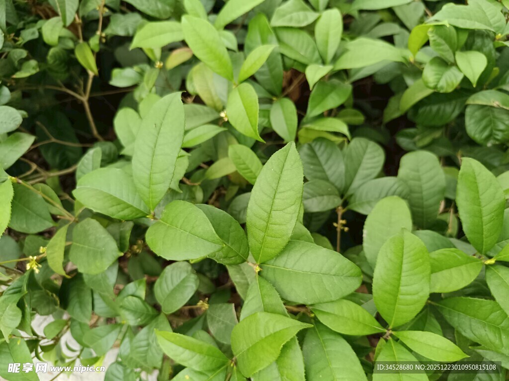 翠绿鲜嫩的绿叶植物