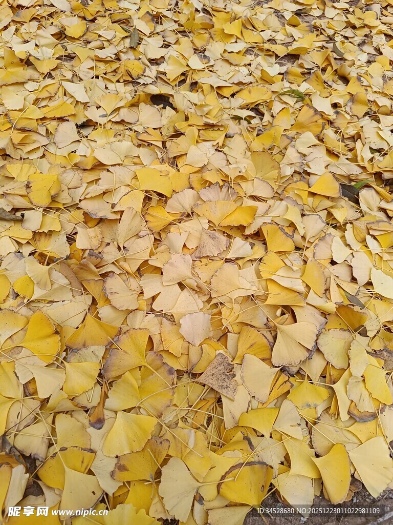 金黄银杏叶铺满地面