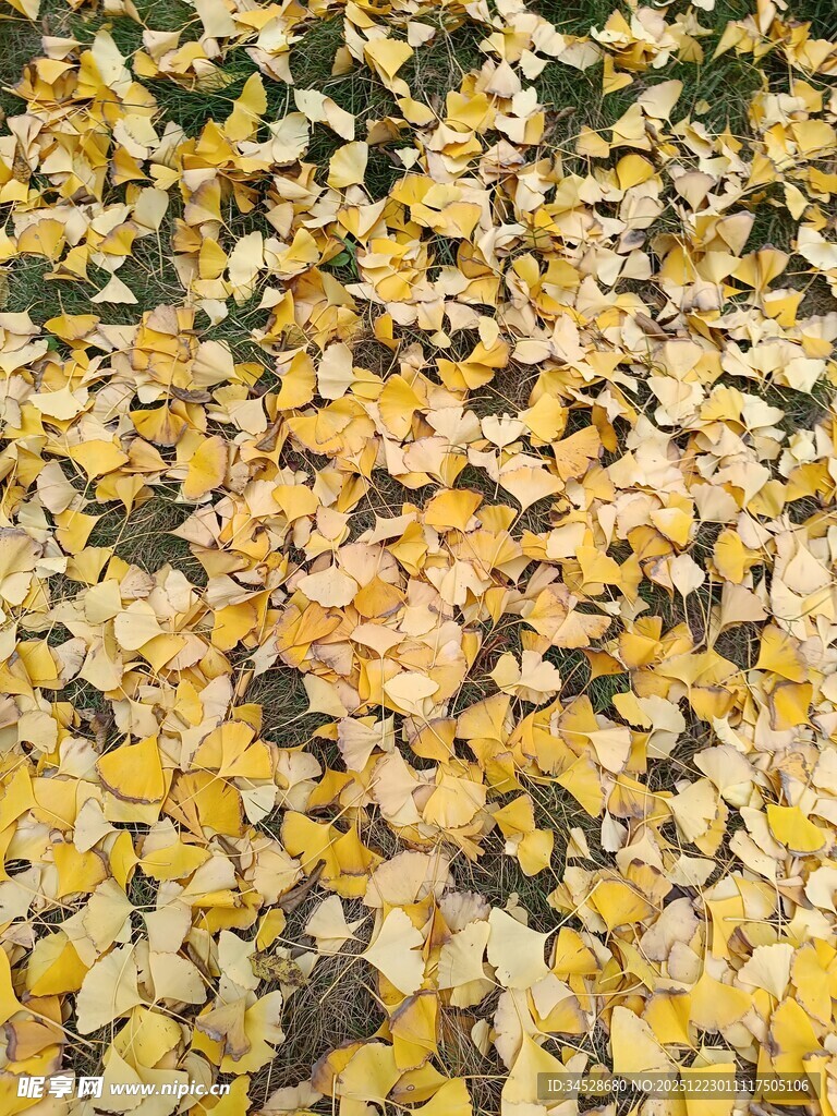 金黄银杏叶铺满地面