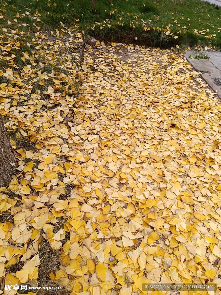 铺满金黄落叶的美丽小径