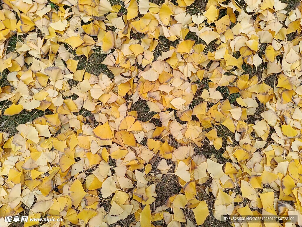 金黄落叶铺满地面景象