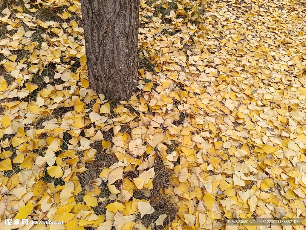 树下金黄银杏叶美景