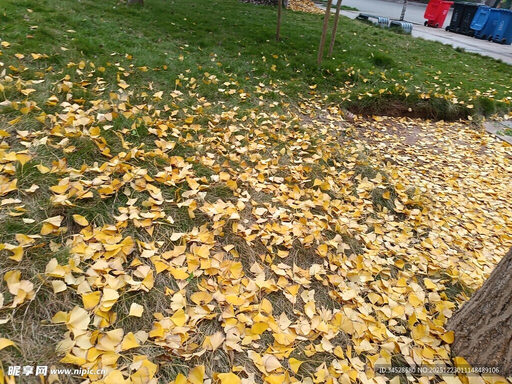 秋日落叶铺满地面景象