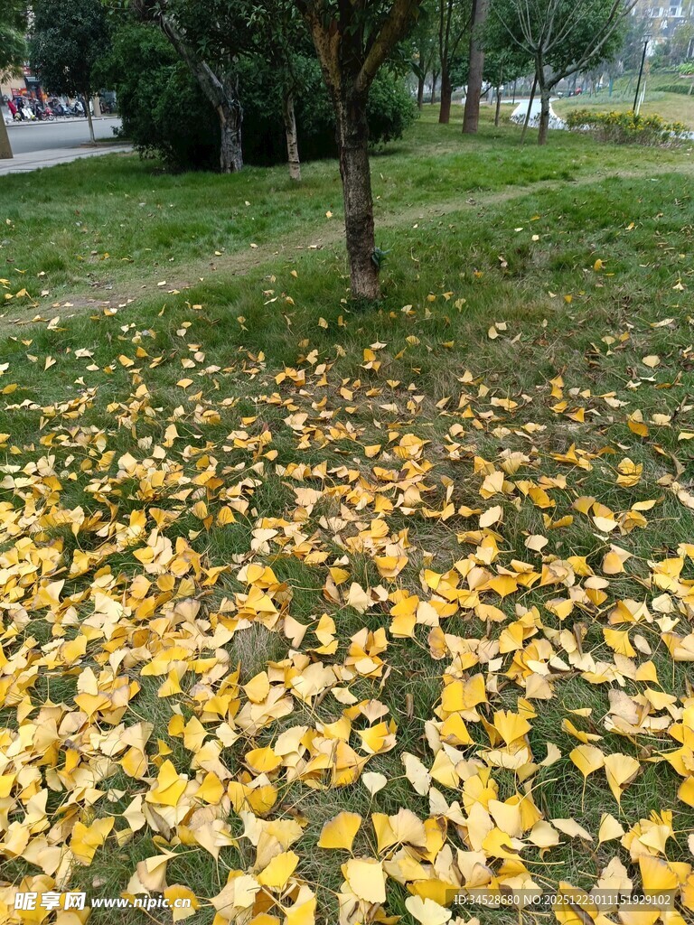 秋日公园落叶美景