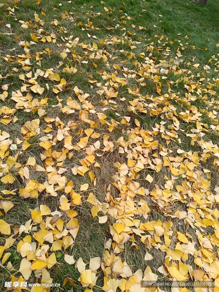 秋日银杏落叶铺满草地