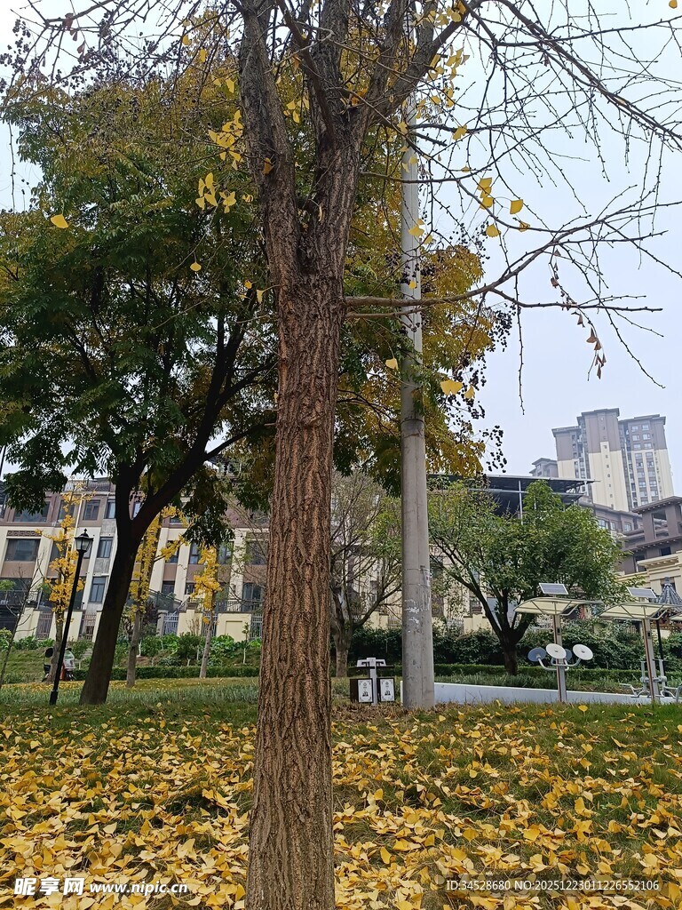 秋日公园落叶美景