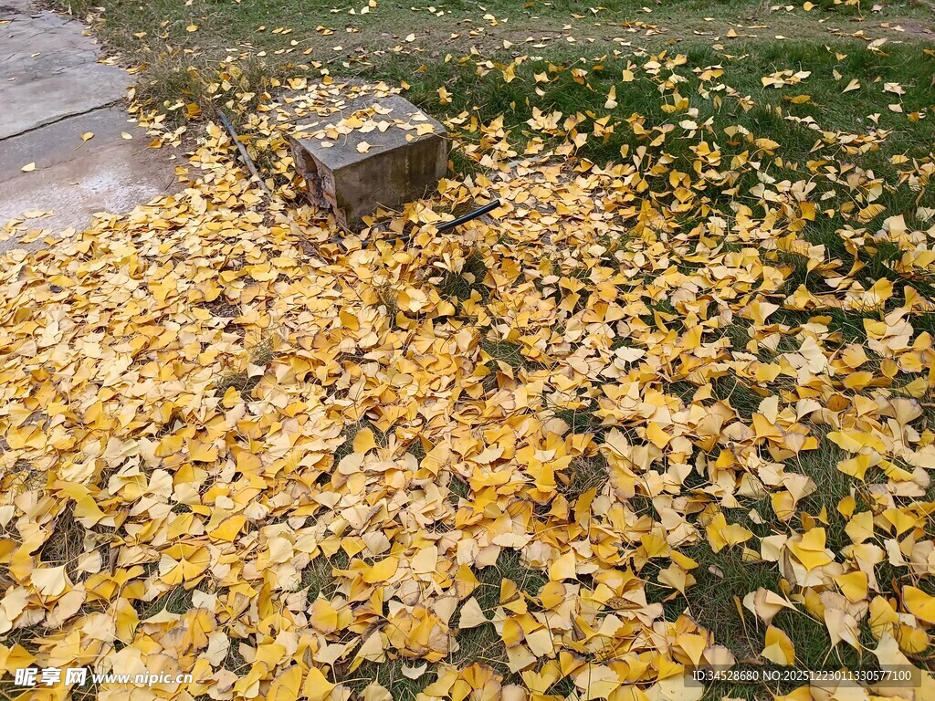 金黄落叶铺满地面的美景