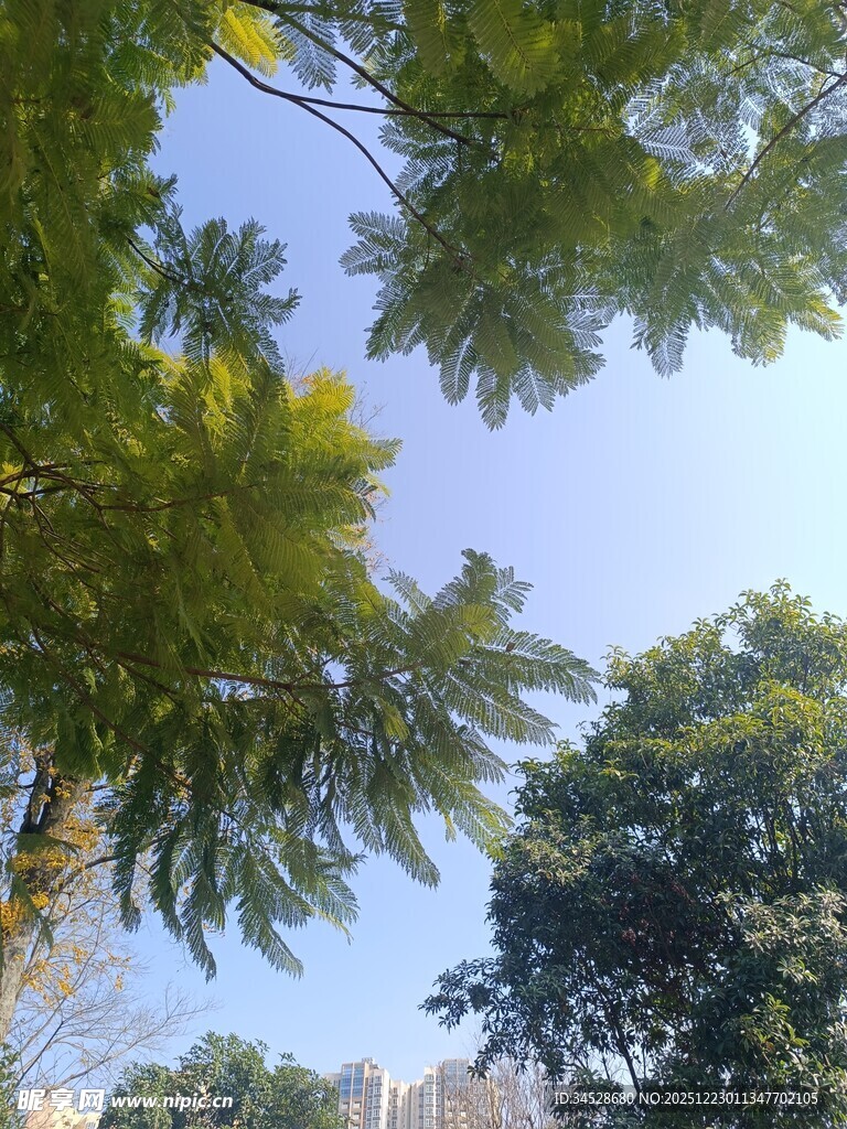 仰视葱郁树冠蓝天美景