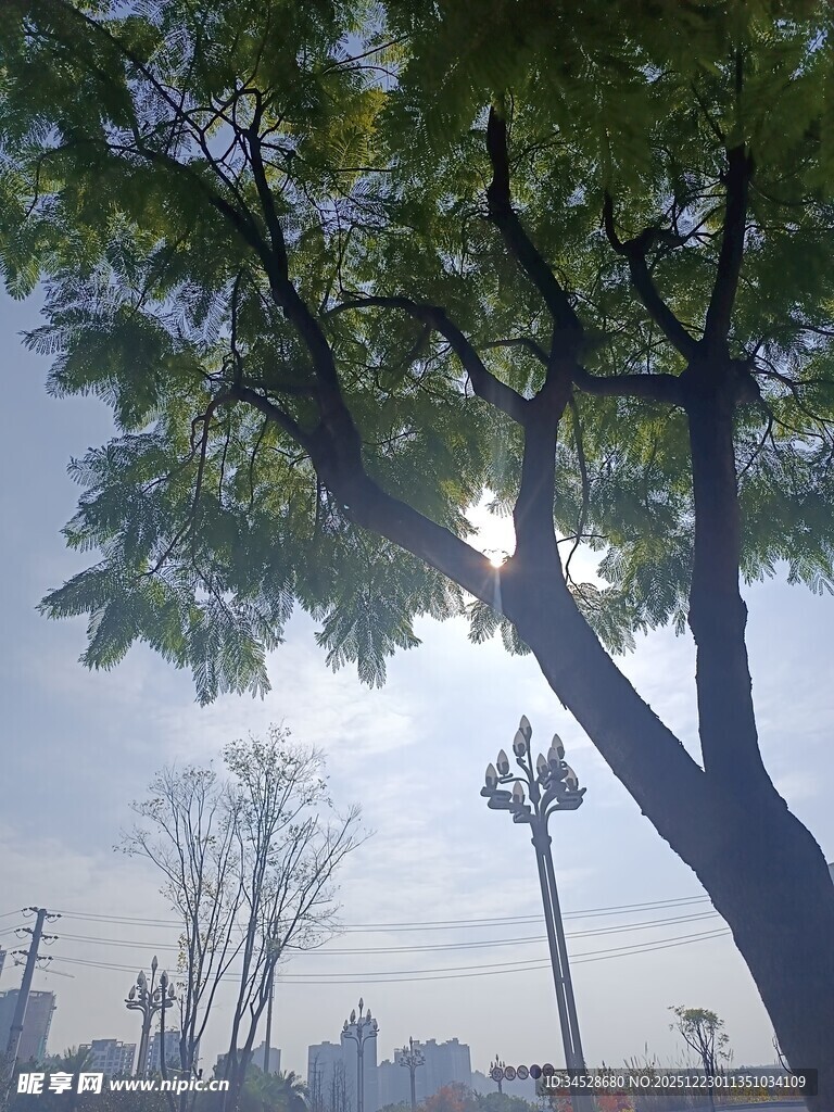 阳光下的绿树与城市景象