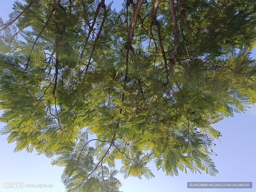 仰视翠绿繁茂的树枝