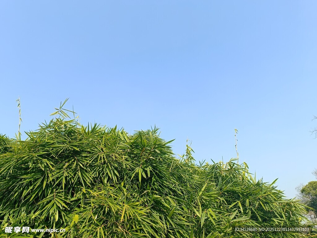 蓝天映衬下的葱郁绿植