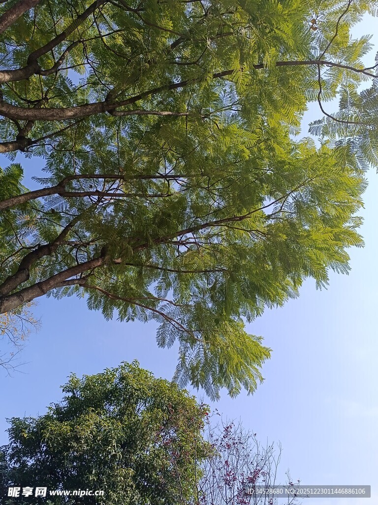 仰视葱郁树冠蓝天美景