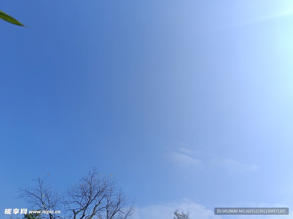 晴朗蓝天与稀疏树枝