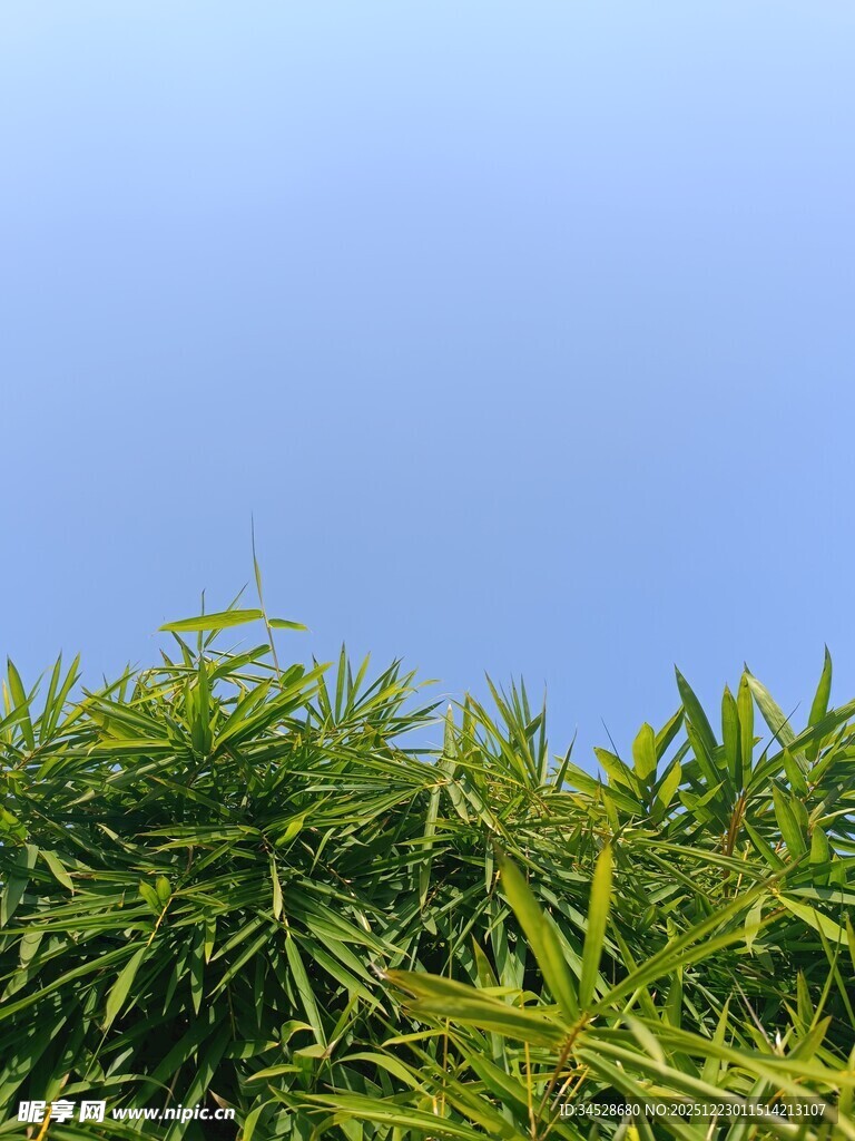 翠绿竹林与蓝天相映