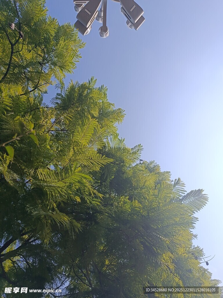 仰望葱郁树木与蓝天