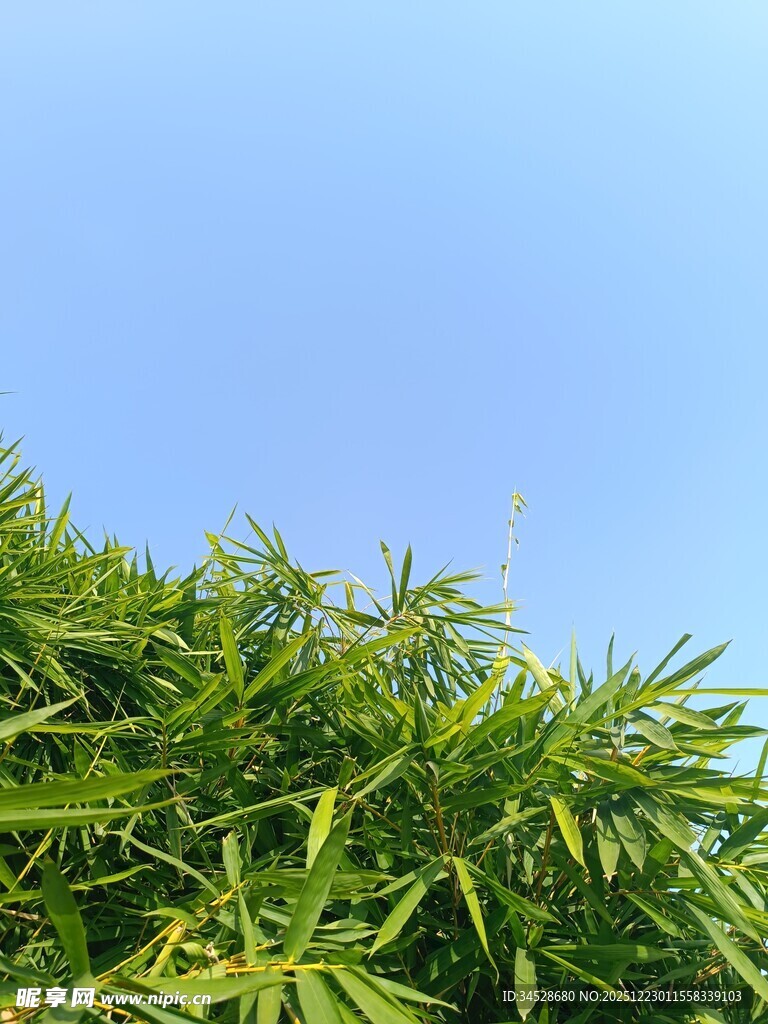 翠绿竹叶映衬蓝天