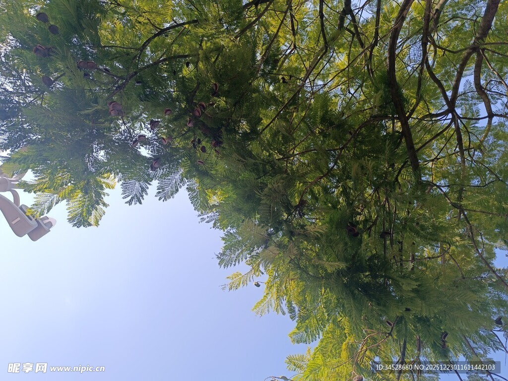 仰视葱郁树冠蓝天景象