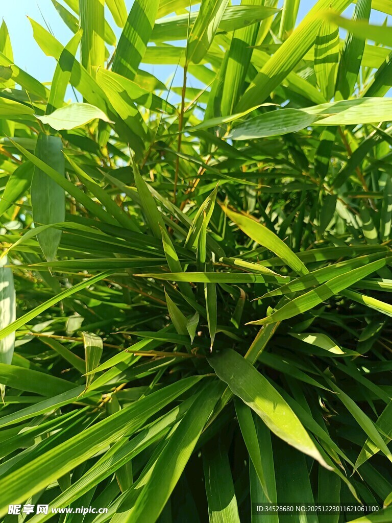翠绿繁茂的热带植物