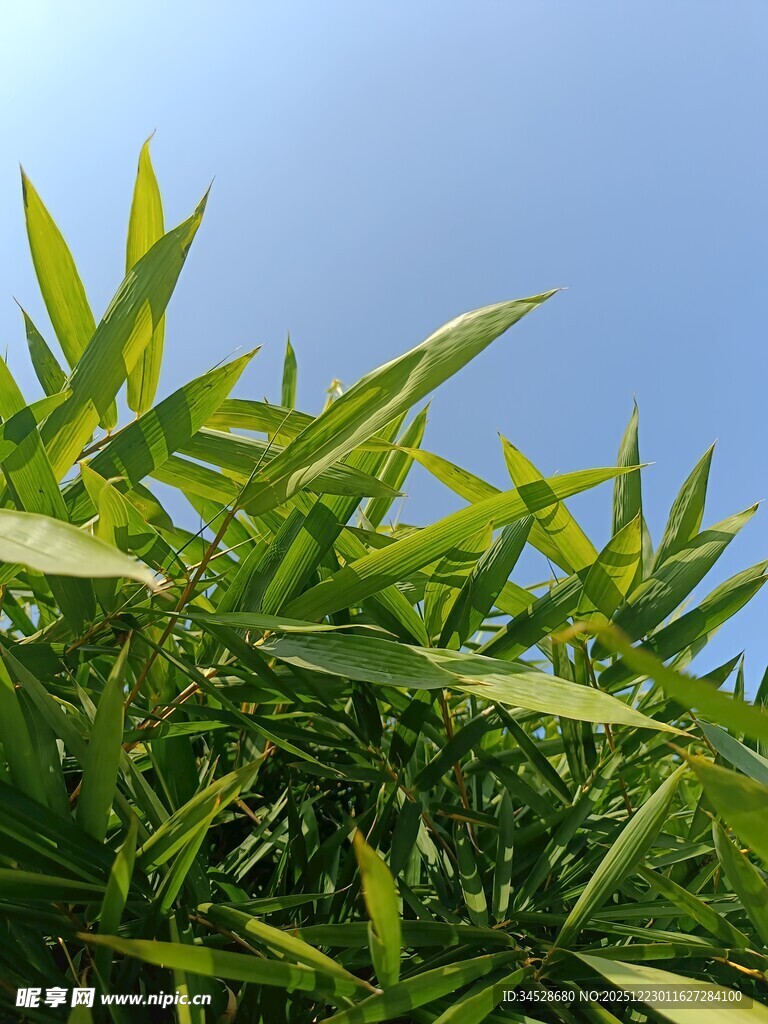 翠绿竹叶映蓝天