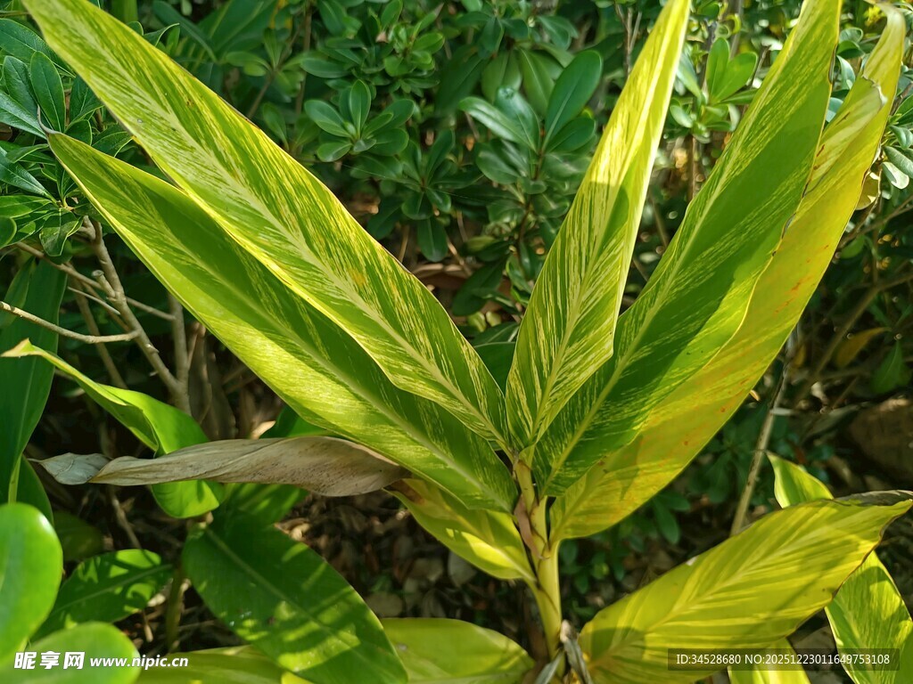 黄绿相间的独特叶片植物