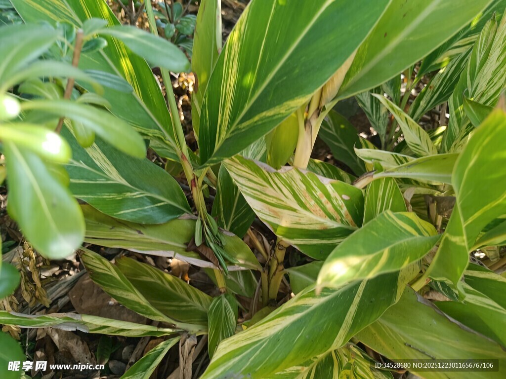 翠绿繁茂的热带植物
