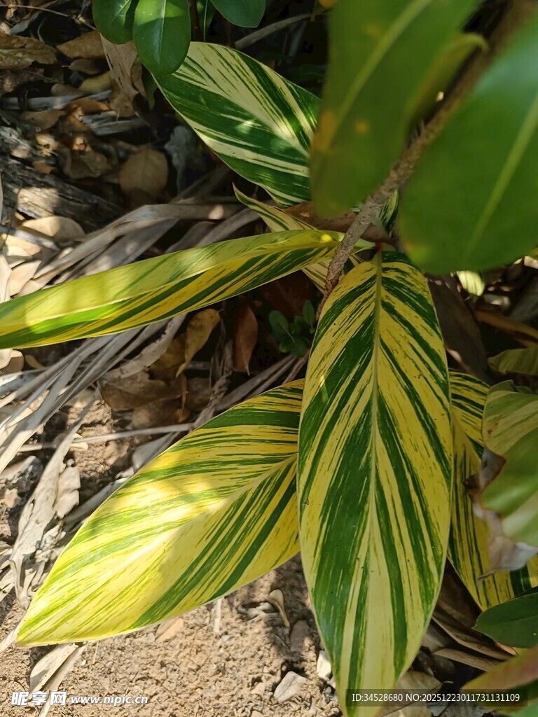黄绿条纹叶片植物特写