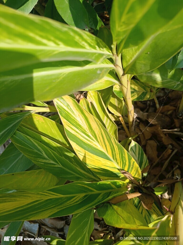 翠绿斑斓的植物叶片