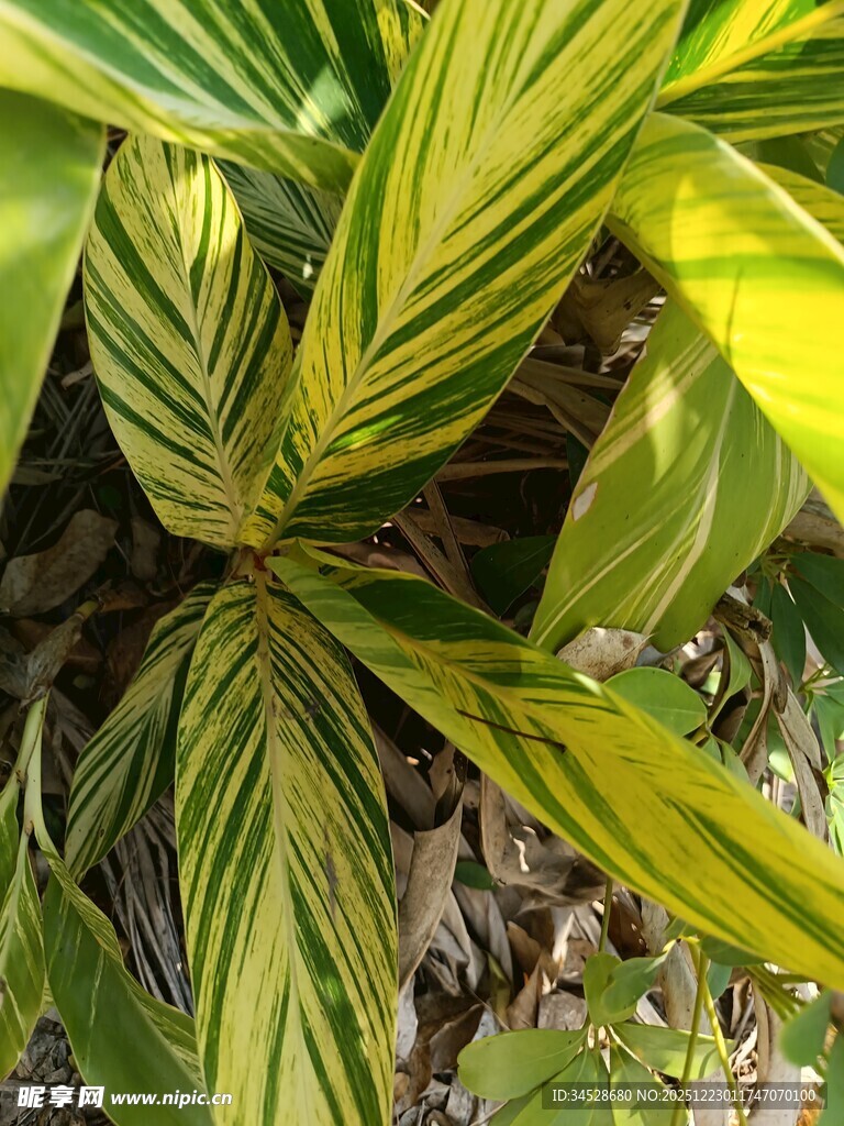 黄绿条纹叶片的美丽植物