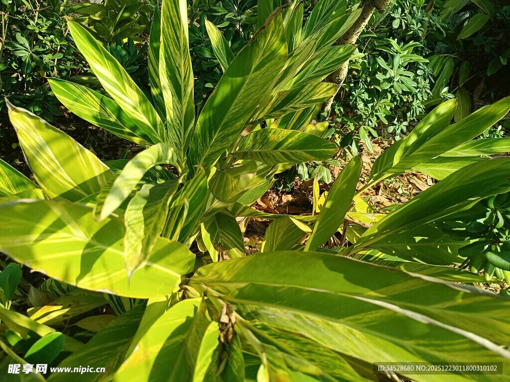 翠绿阔叶植物特写