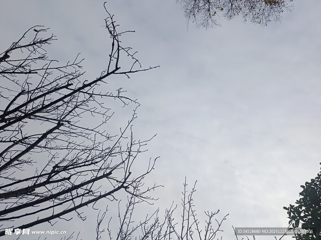 冬日枯树与朦胧天空