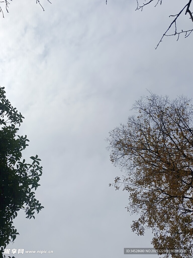 仰视天空中的两棵树木