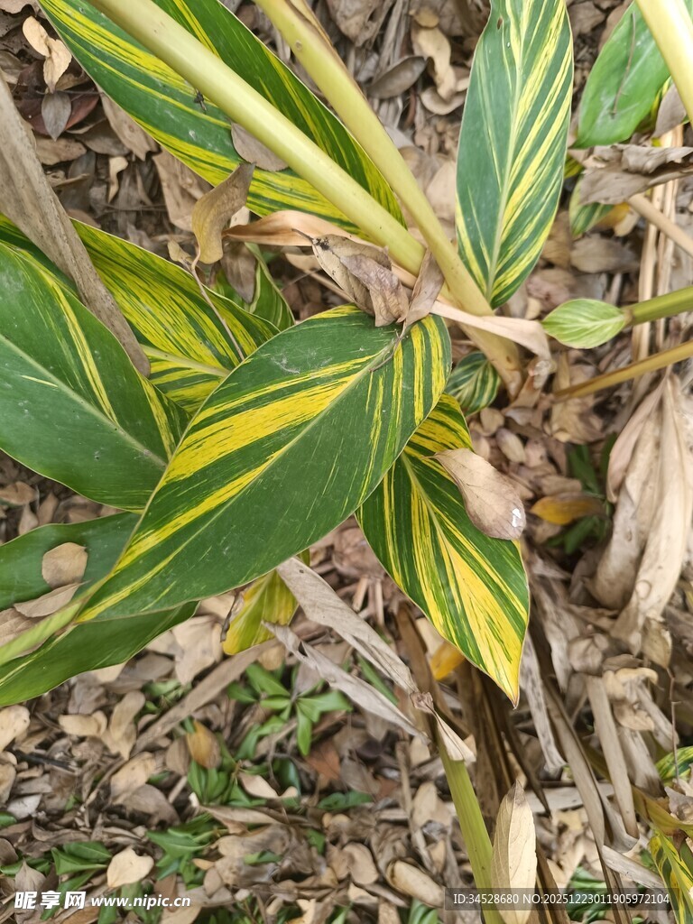 黄绿相间的植物叶片