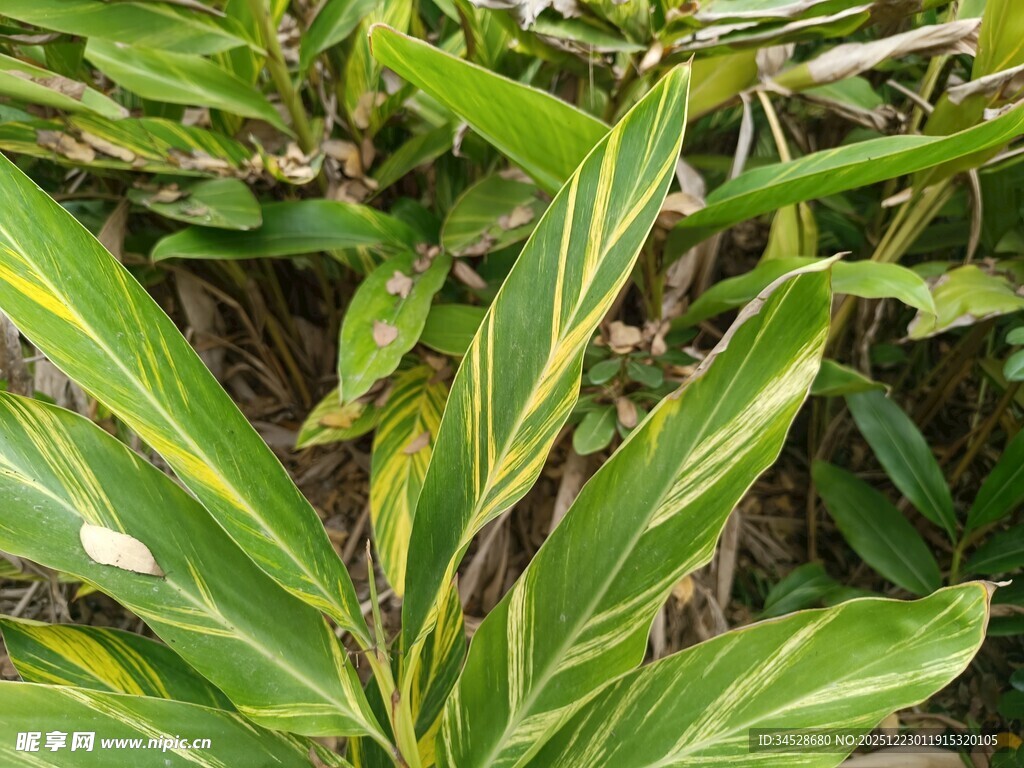 翠绿斑斓的植物叶片