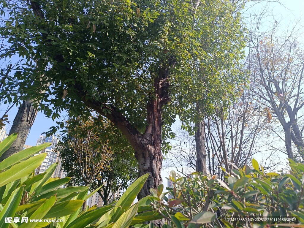 户外繁茂绿植景观