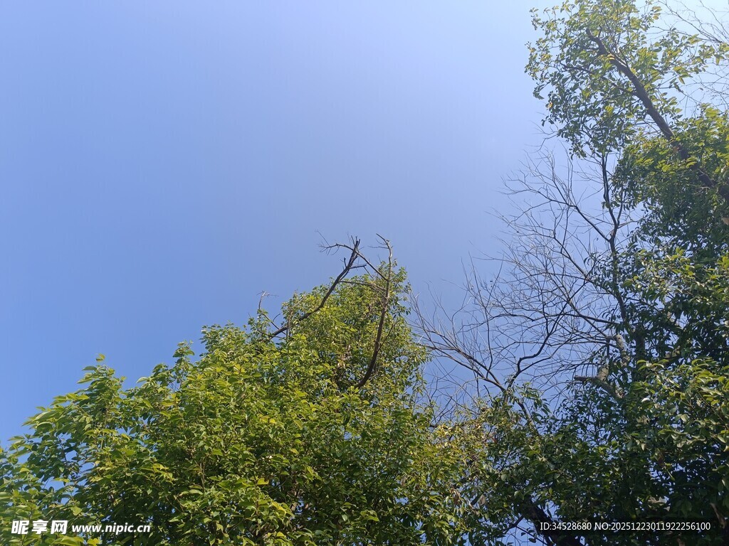 仰视蓝天绿树间的树枝
