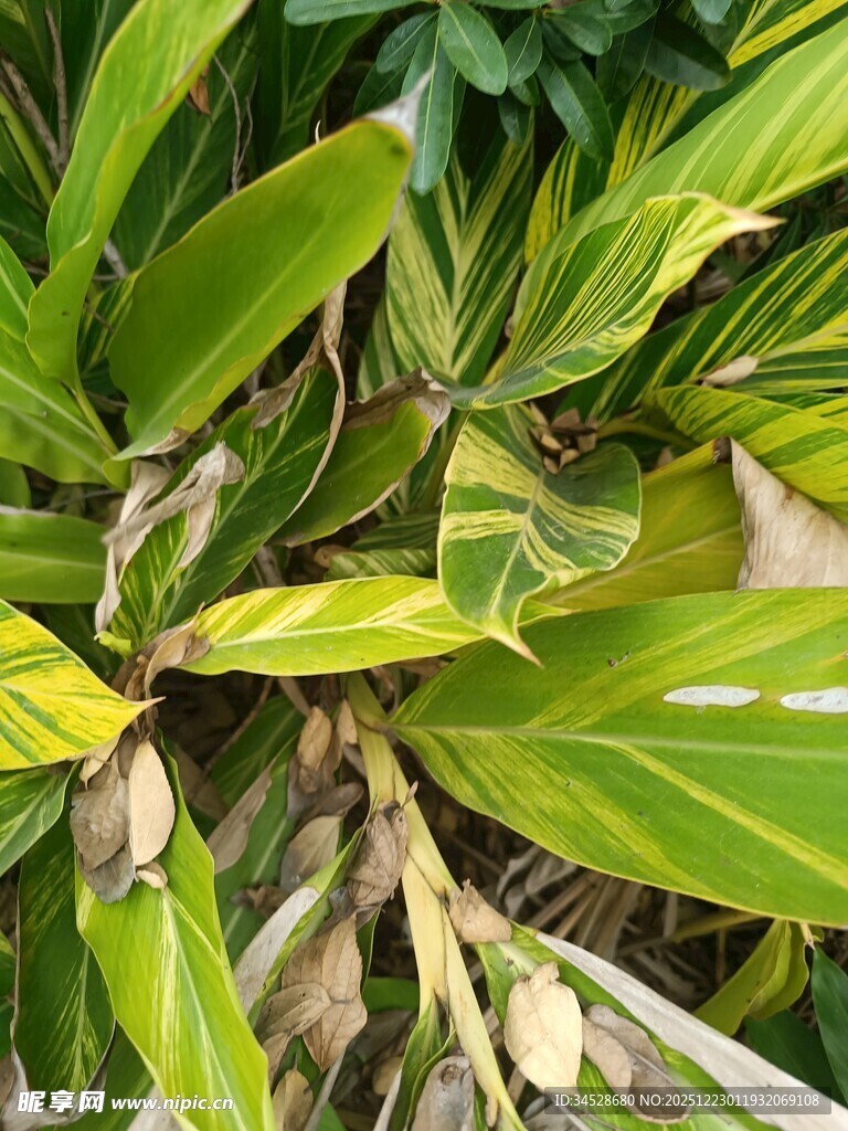 黄绿相间的斑斓叶片植物