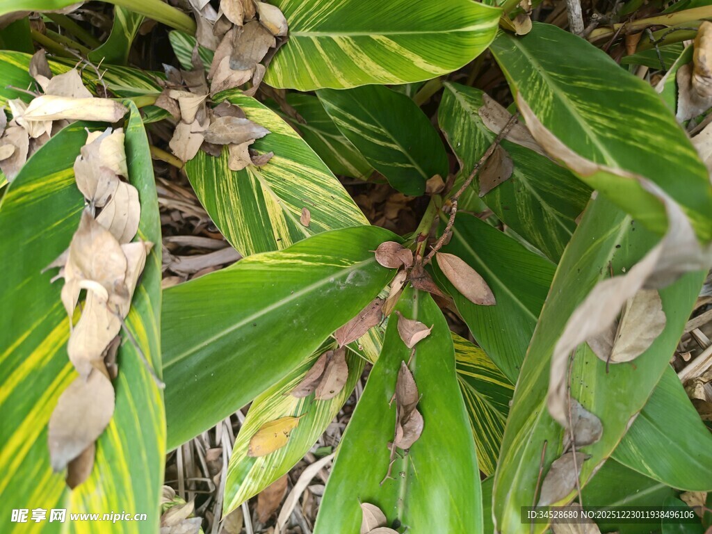 绿叶间的棕褐色植物果实