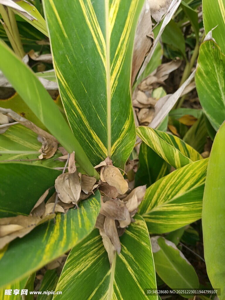 绿叶间的褐色小鸟