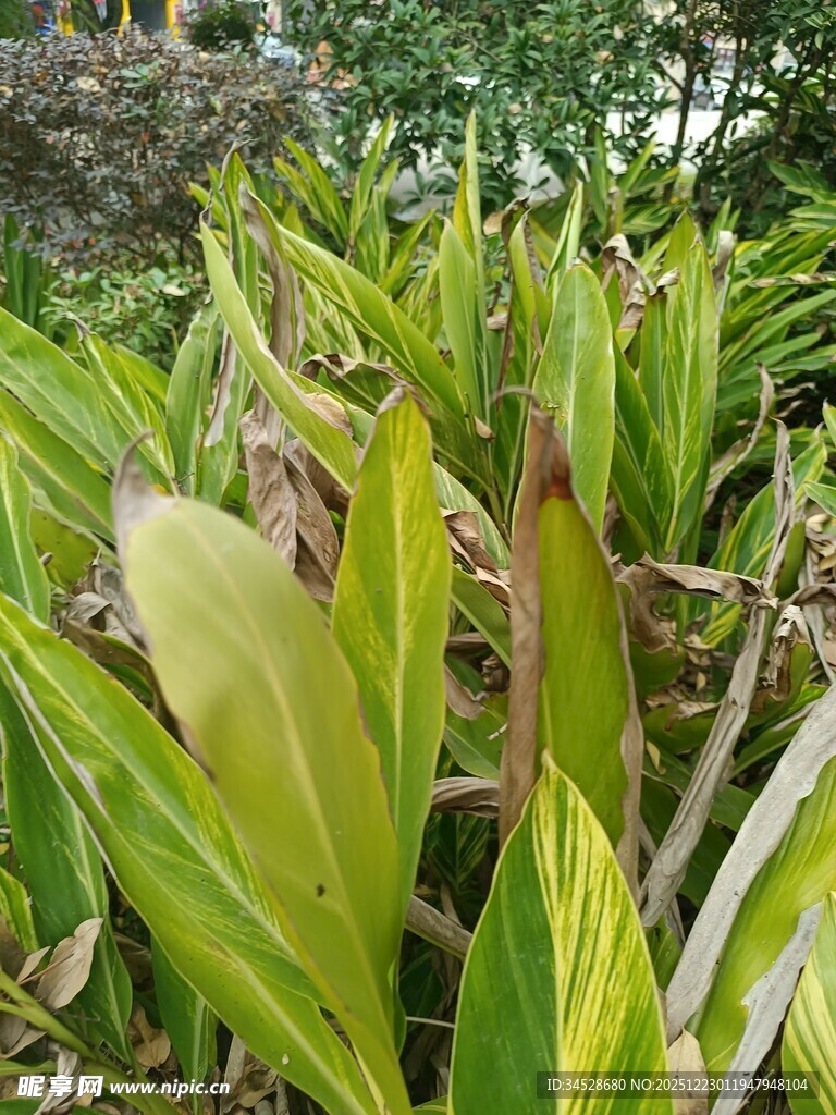 翠绿植物叶片特写