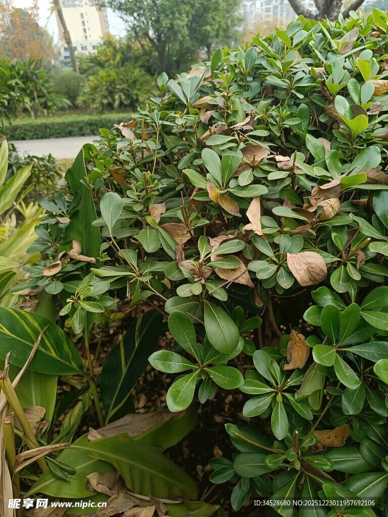 绿叶繁茂的植物景观