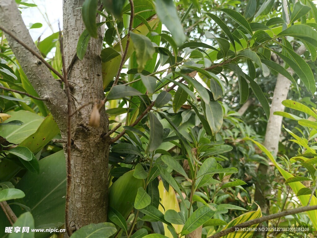 茂密树林中的树干与绿叶