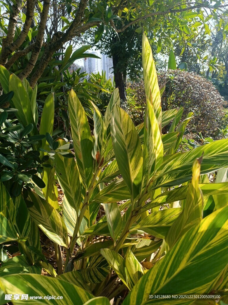 斑斓叶片的植物景观