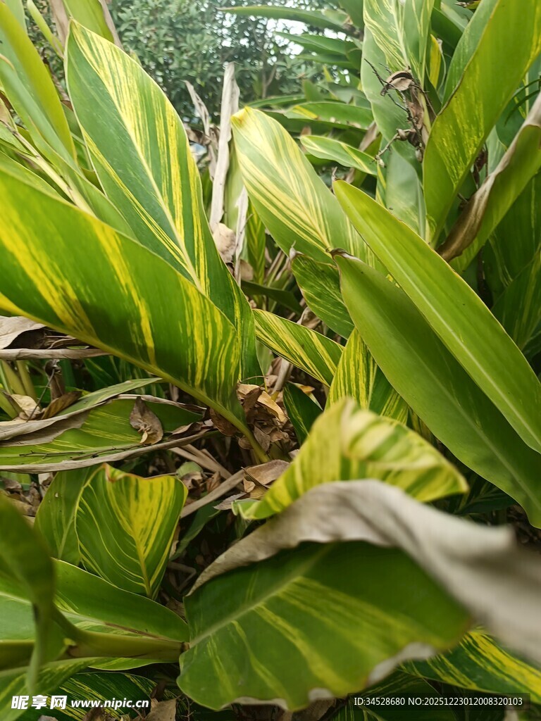 黄绿相间的斑斓叶片植物