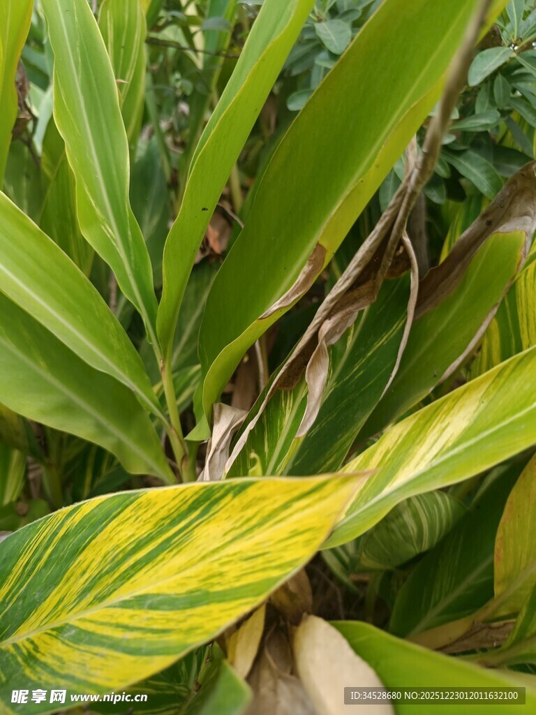 黄绿相间植物叶片特写